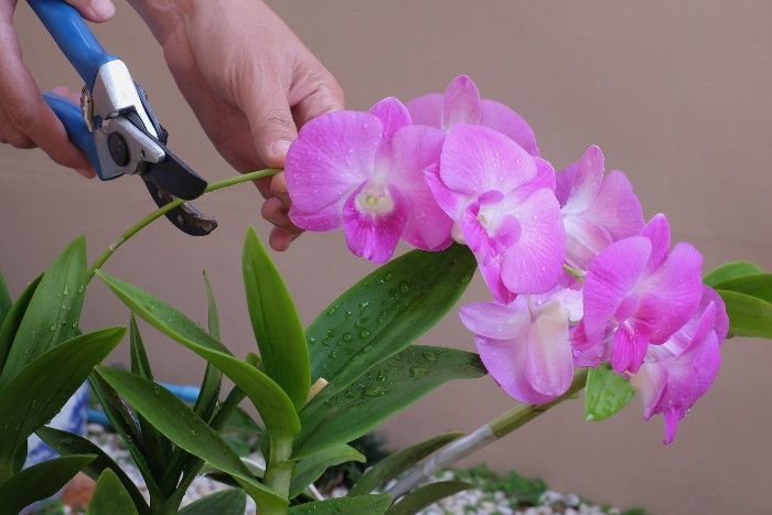Eine junge Orchidee wird zurückgeschnitten.